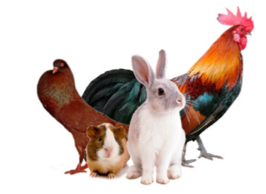 Krmné směsi Vojtíšek -kalendář 2026