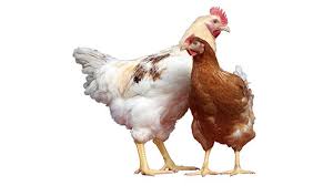 Firma Gazda Bohumín